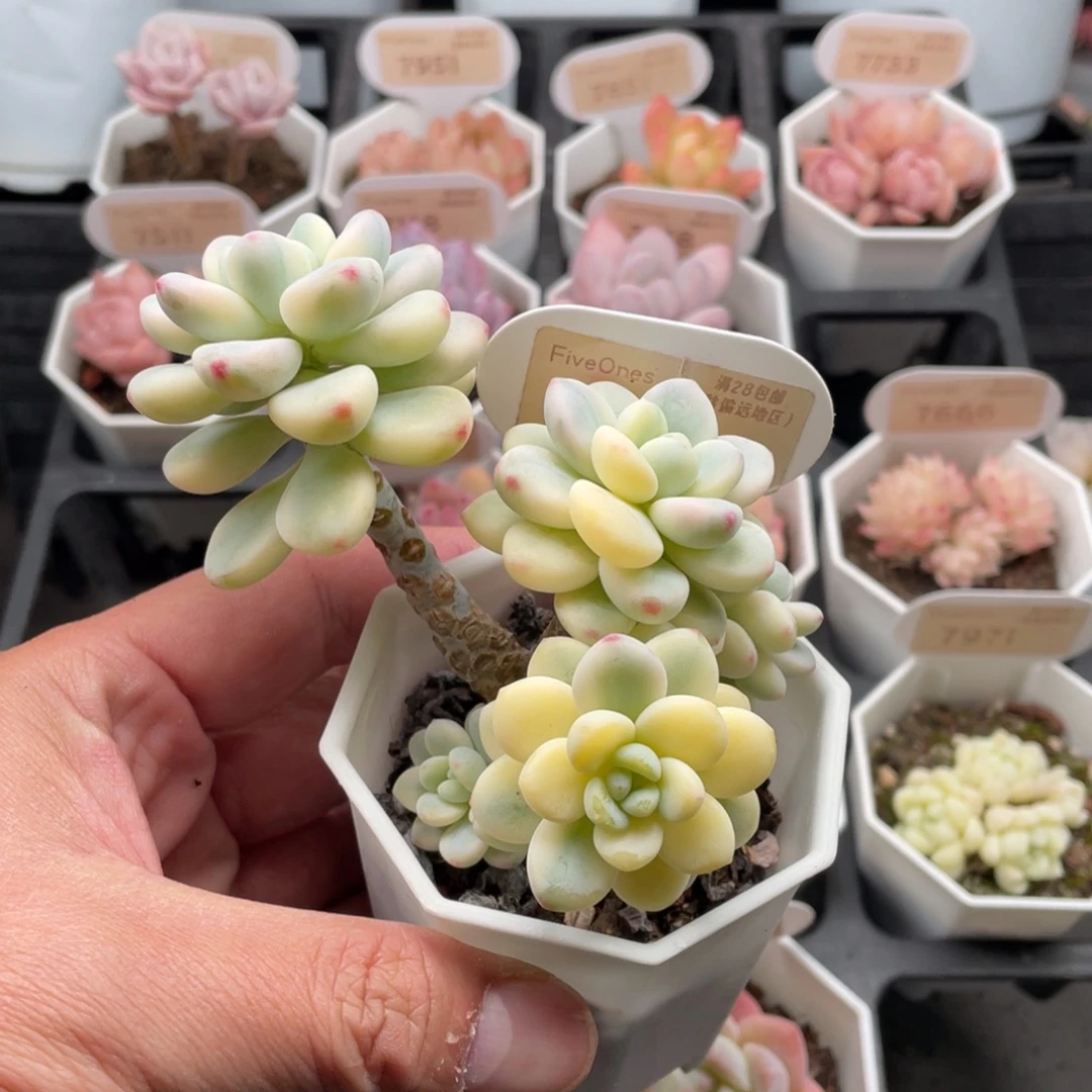 劳尔锦7557-9.5厘米