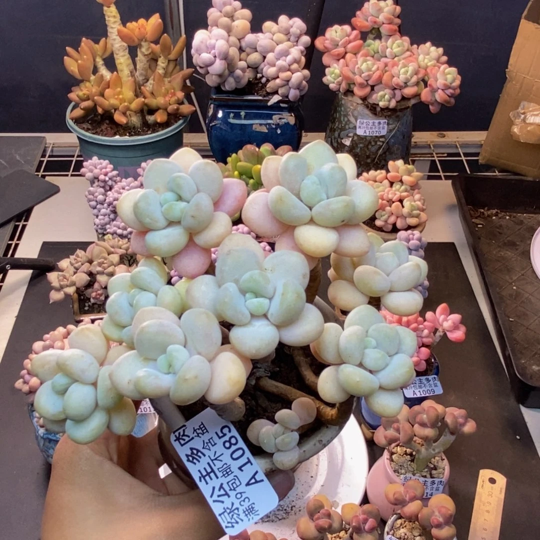 085白奶糖多肉8c m