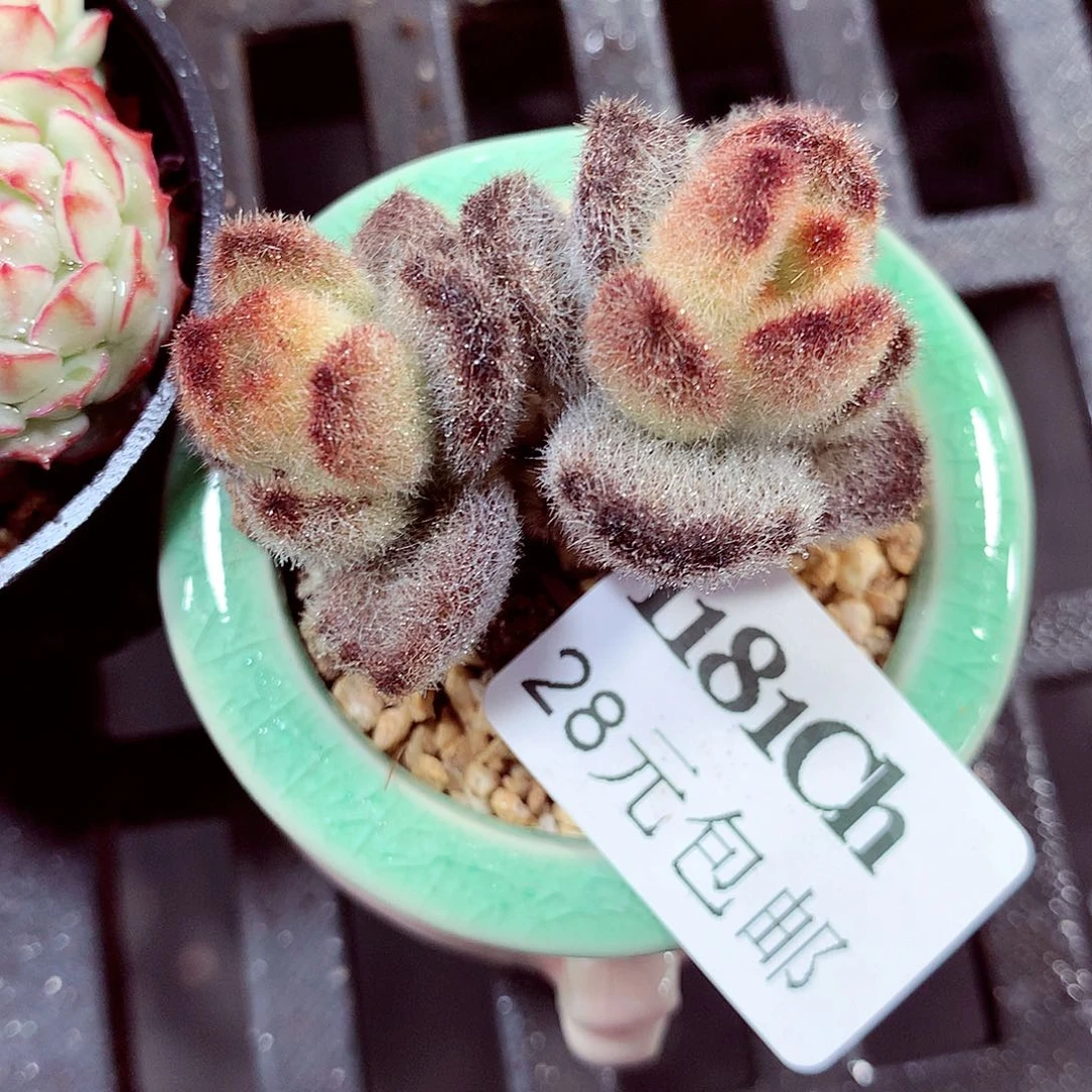 5厘米盆精控多肉1181