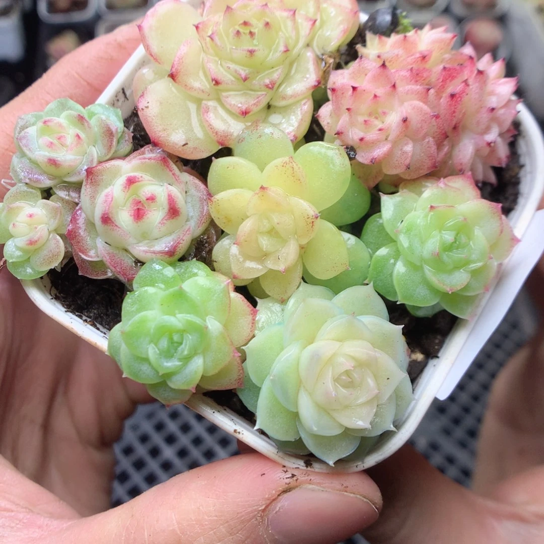 无花朵R39 yyyyyyyy