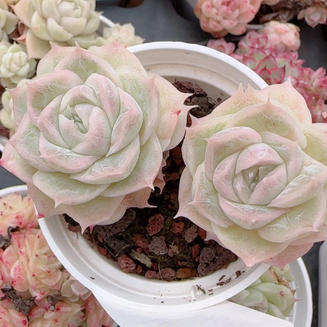 幸***.花语多肉1215-131散