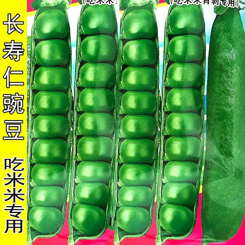 甜脆青豌豆种子豌豆种籽台湾长寿仁豌豆孑水果碗豆种籽春秋季播