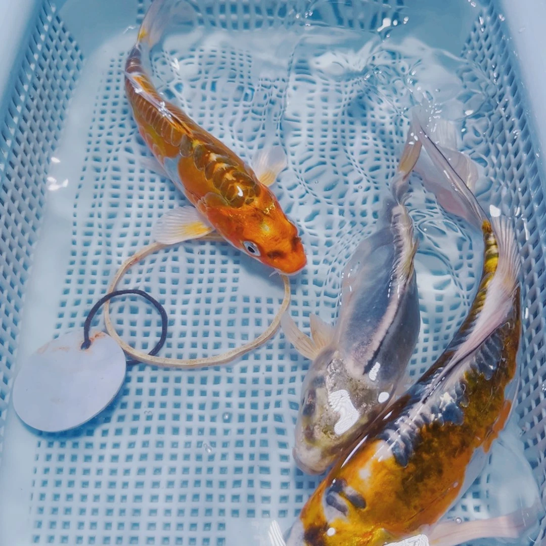 海水鱼锦鲤冷水149