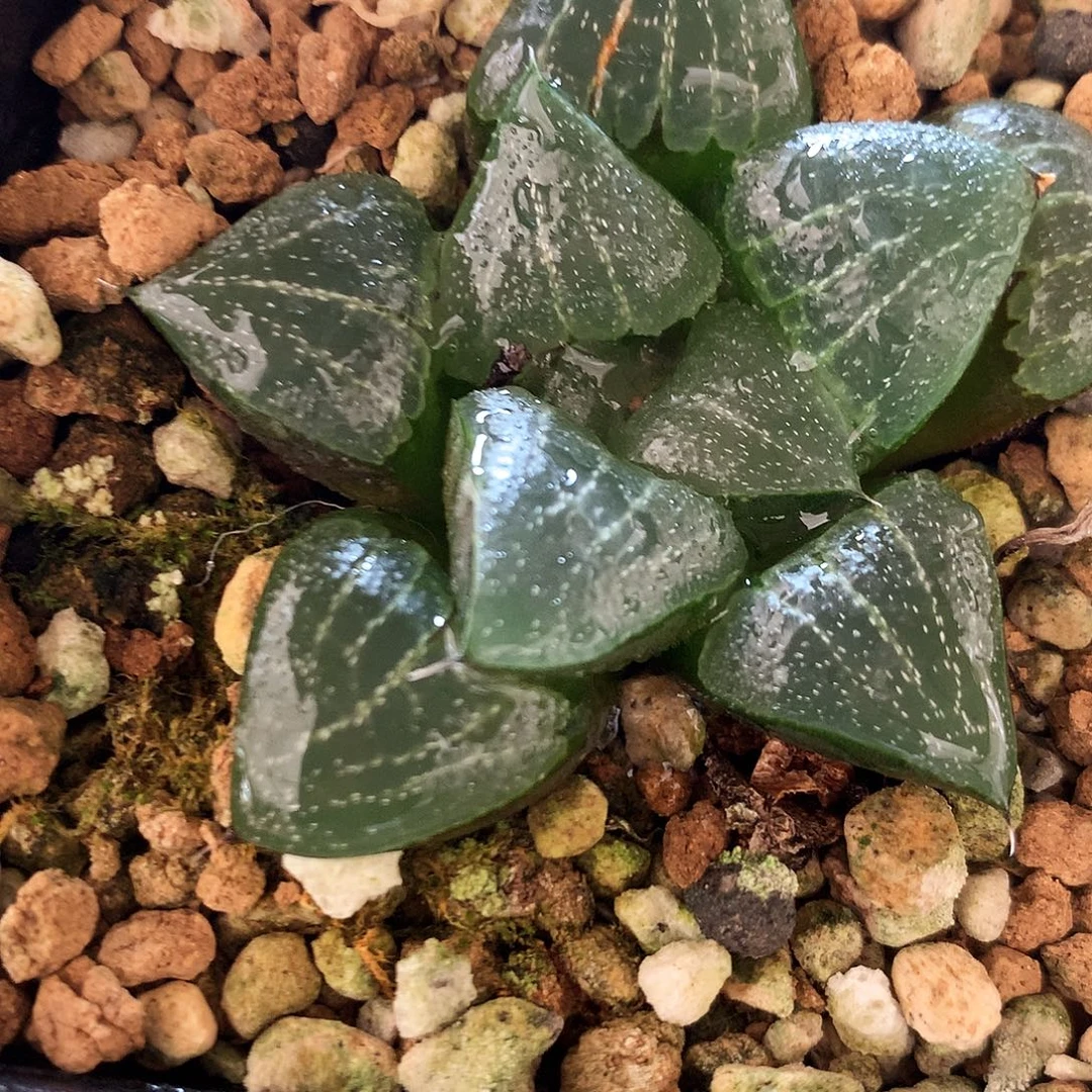 实生寿，359号，一物一拍