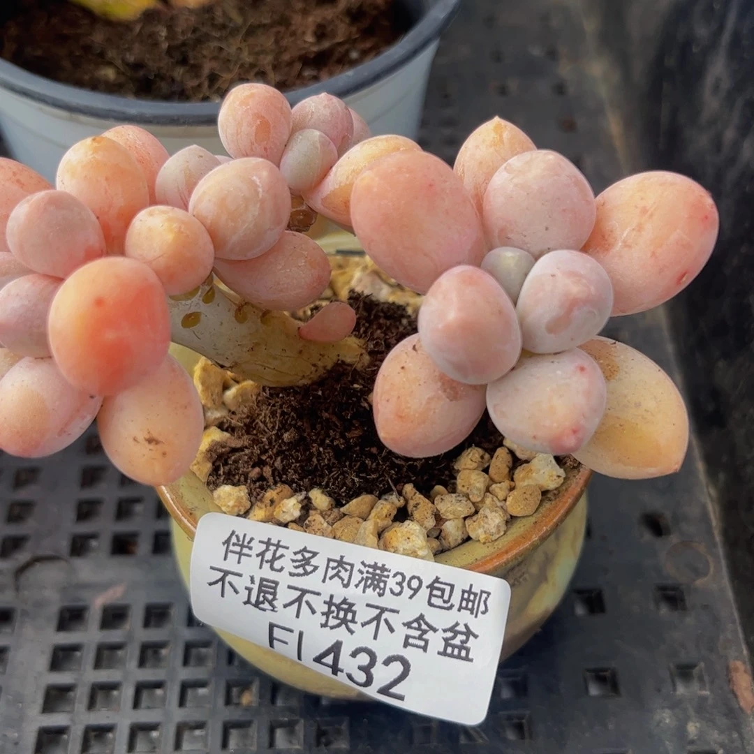 432-香水手指奶酪多肉6cm