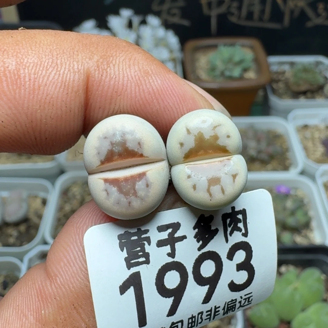 热唇。