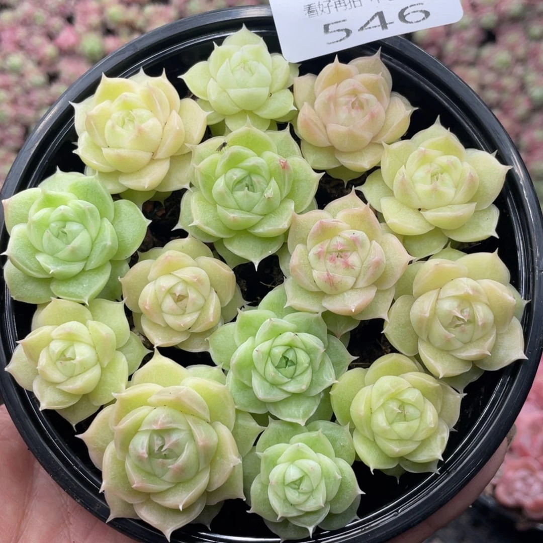云糖心多肉植物546