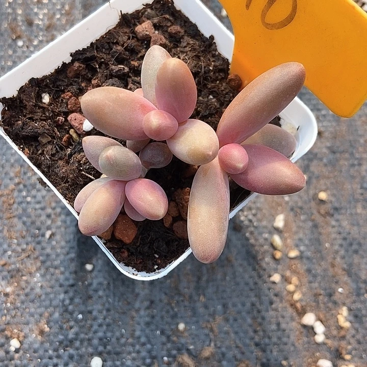 多肉植物糖果210