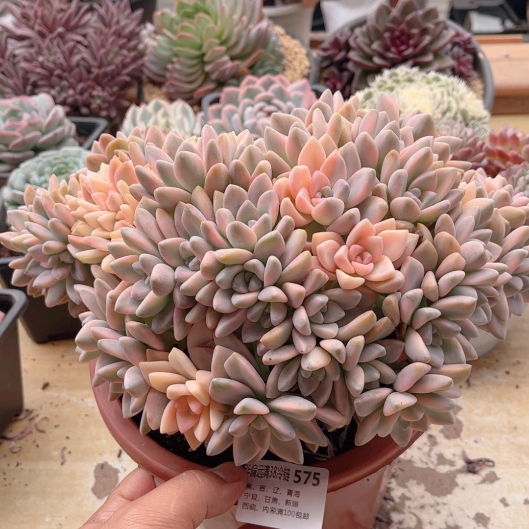 575淡雪锦德华多肉
