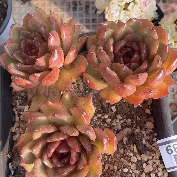 冰岛咖啡两颗08139多肉植物