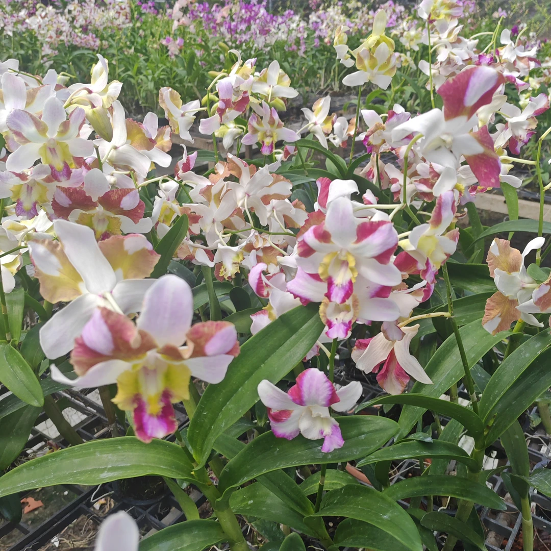 预售（10月30号 左右发货） 黄喉五彩龙王