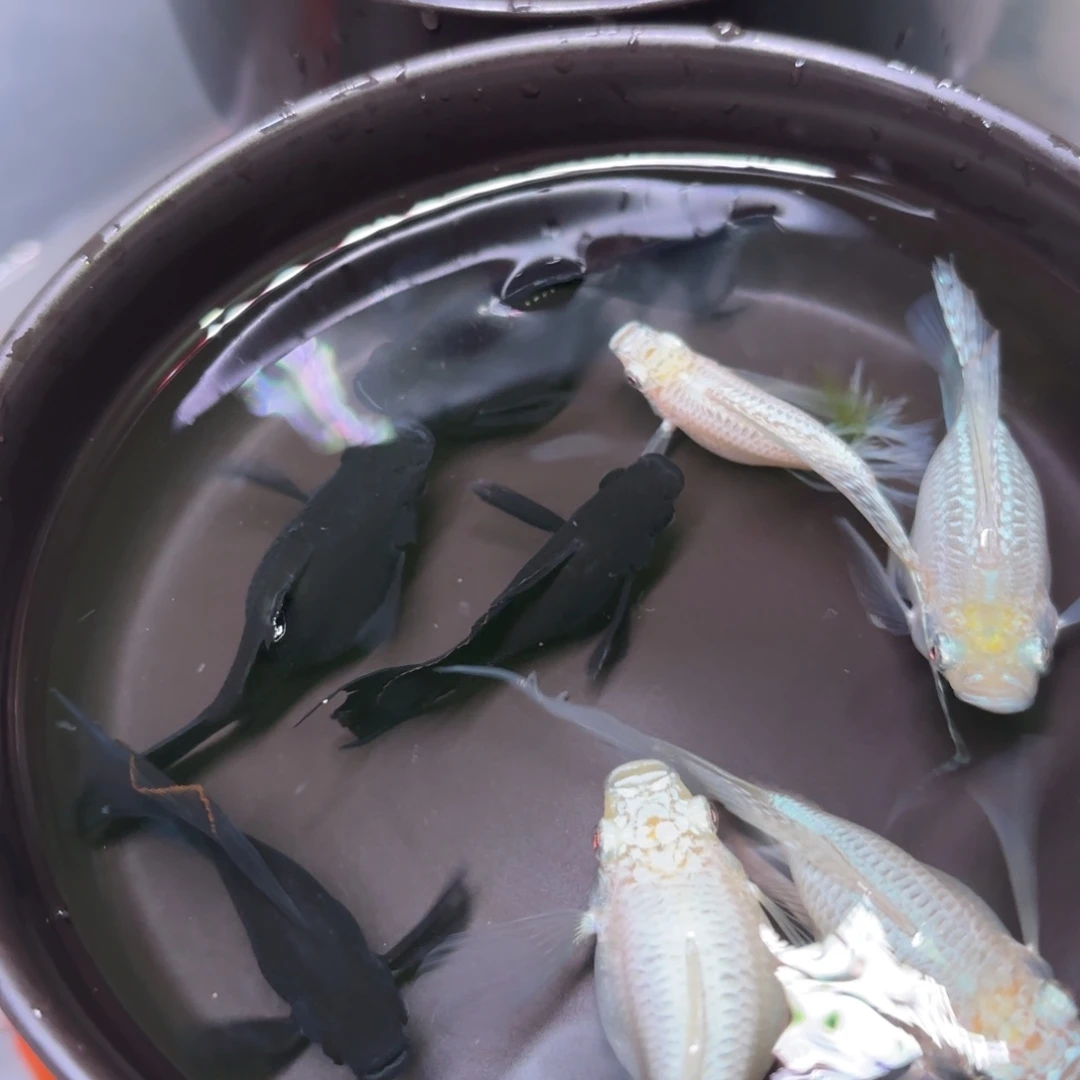 孔雀鱼银黑2色 3➕1备损