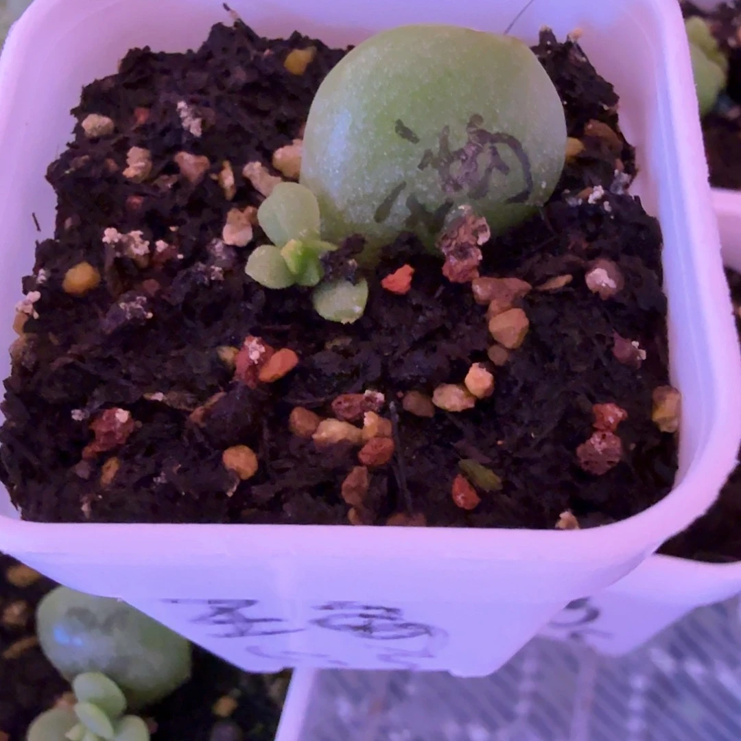 碧琉璃叶插苗一物一拍