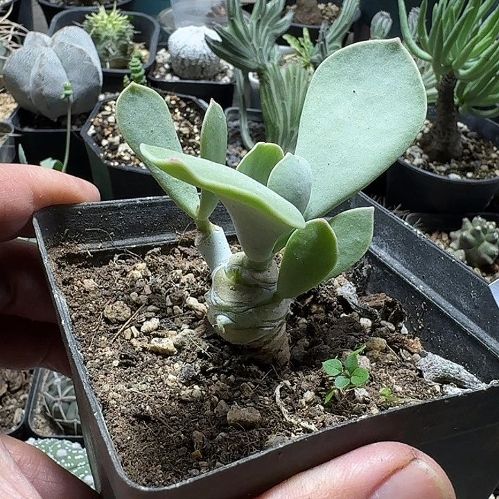 304白眉脱土发货自根