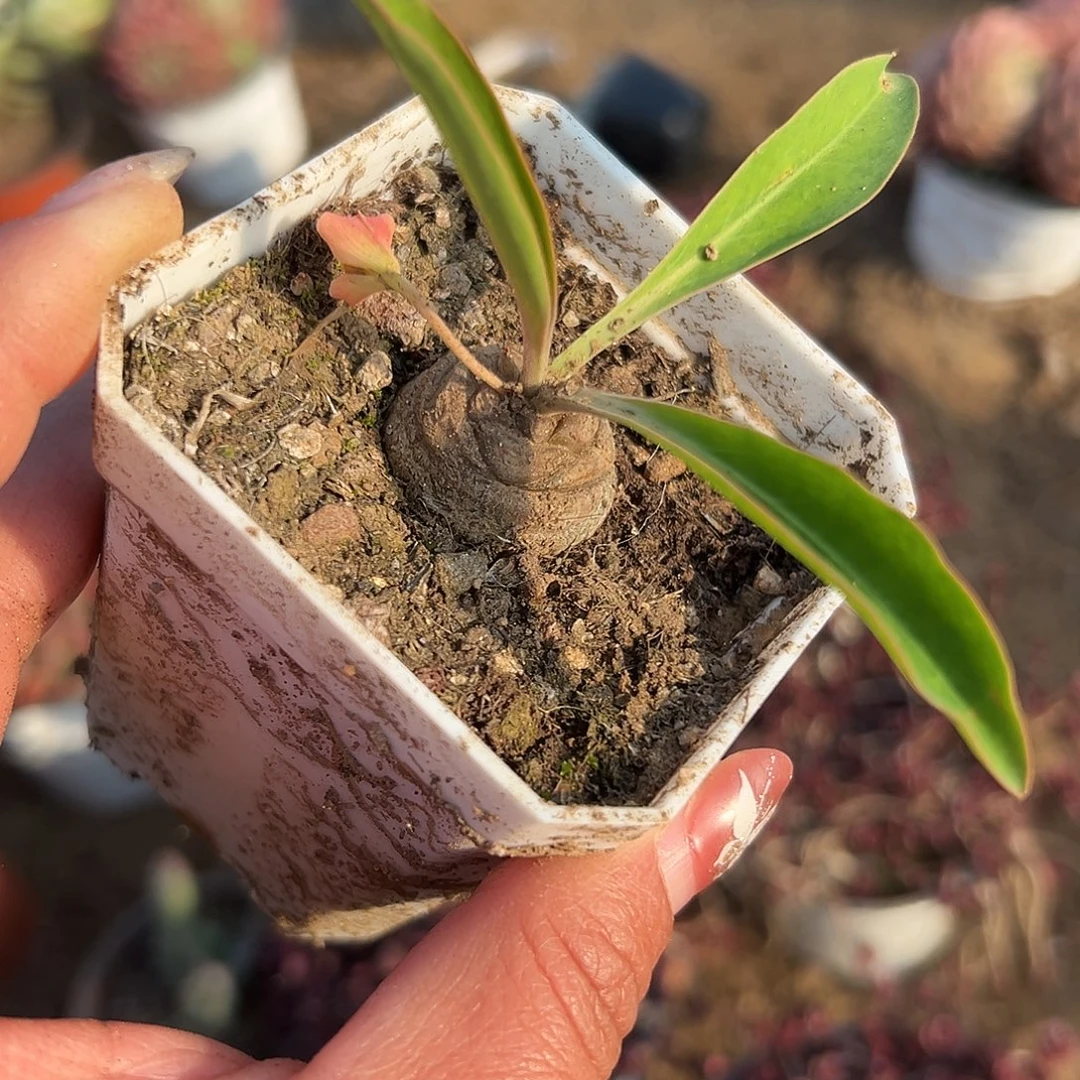 多肉植物铁甲麒麟