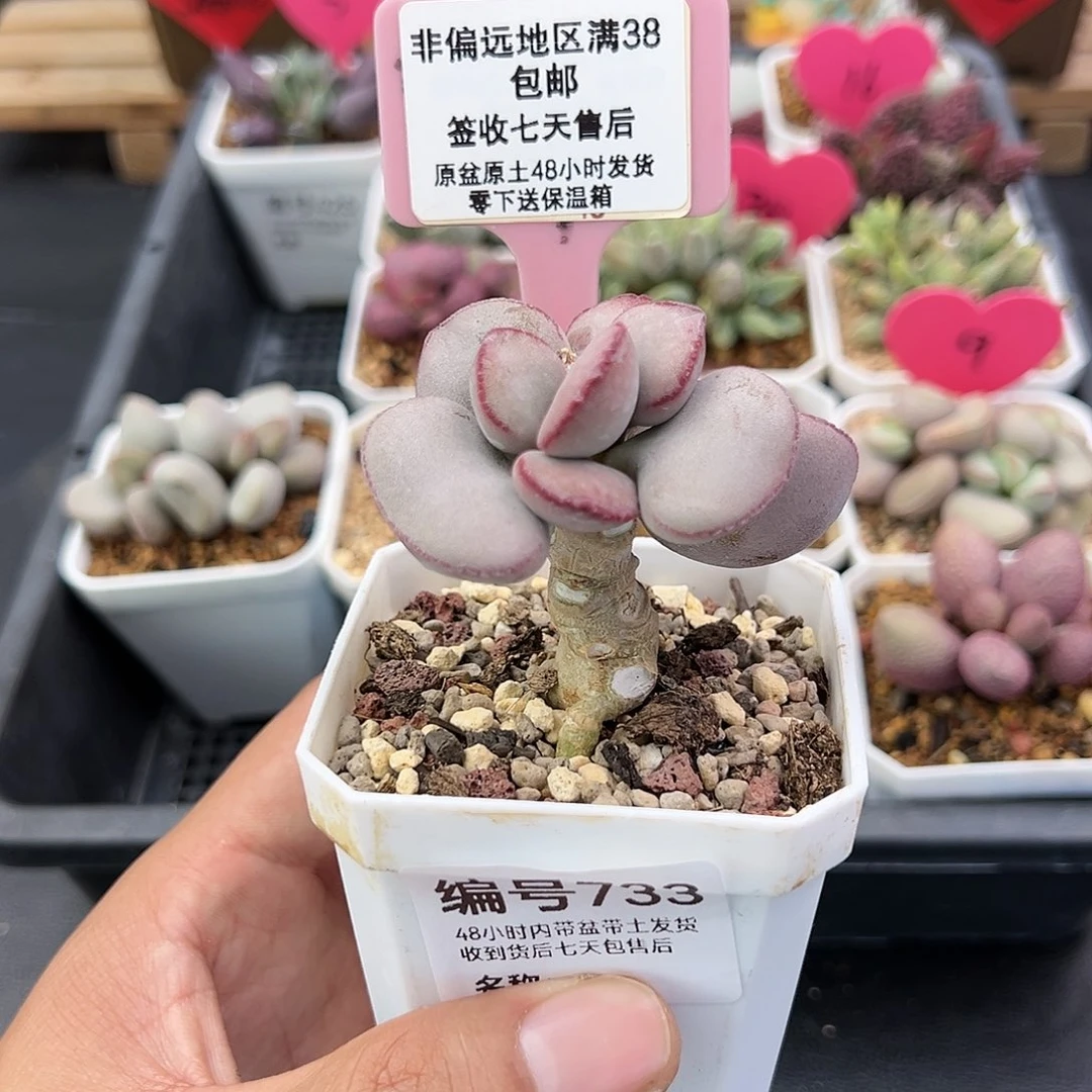 ?****果733白肌红蛋水泡多肉