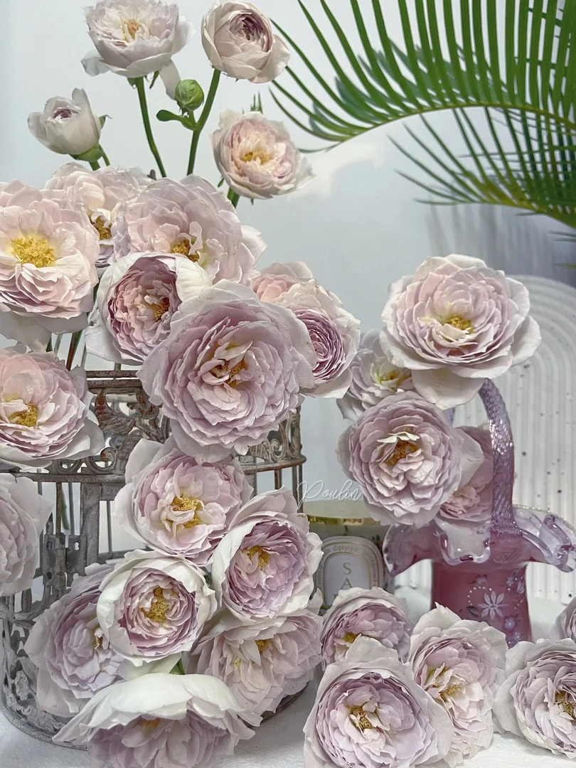 婵之语优选 珍珠奶茶玫瑰鲜切花