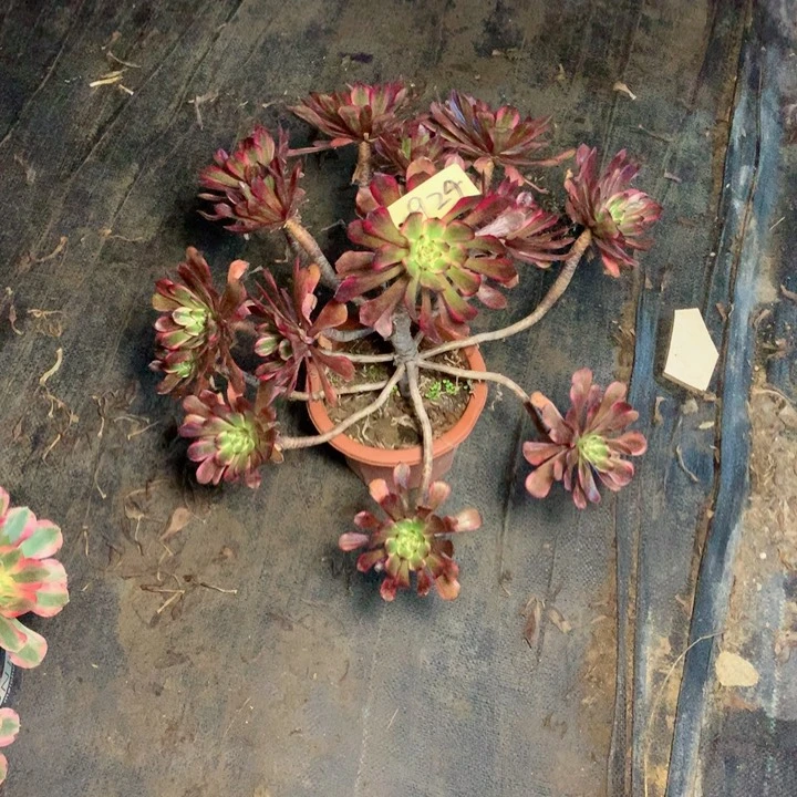 洪*苗924黑金刚多肉一物一拍