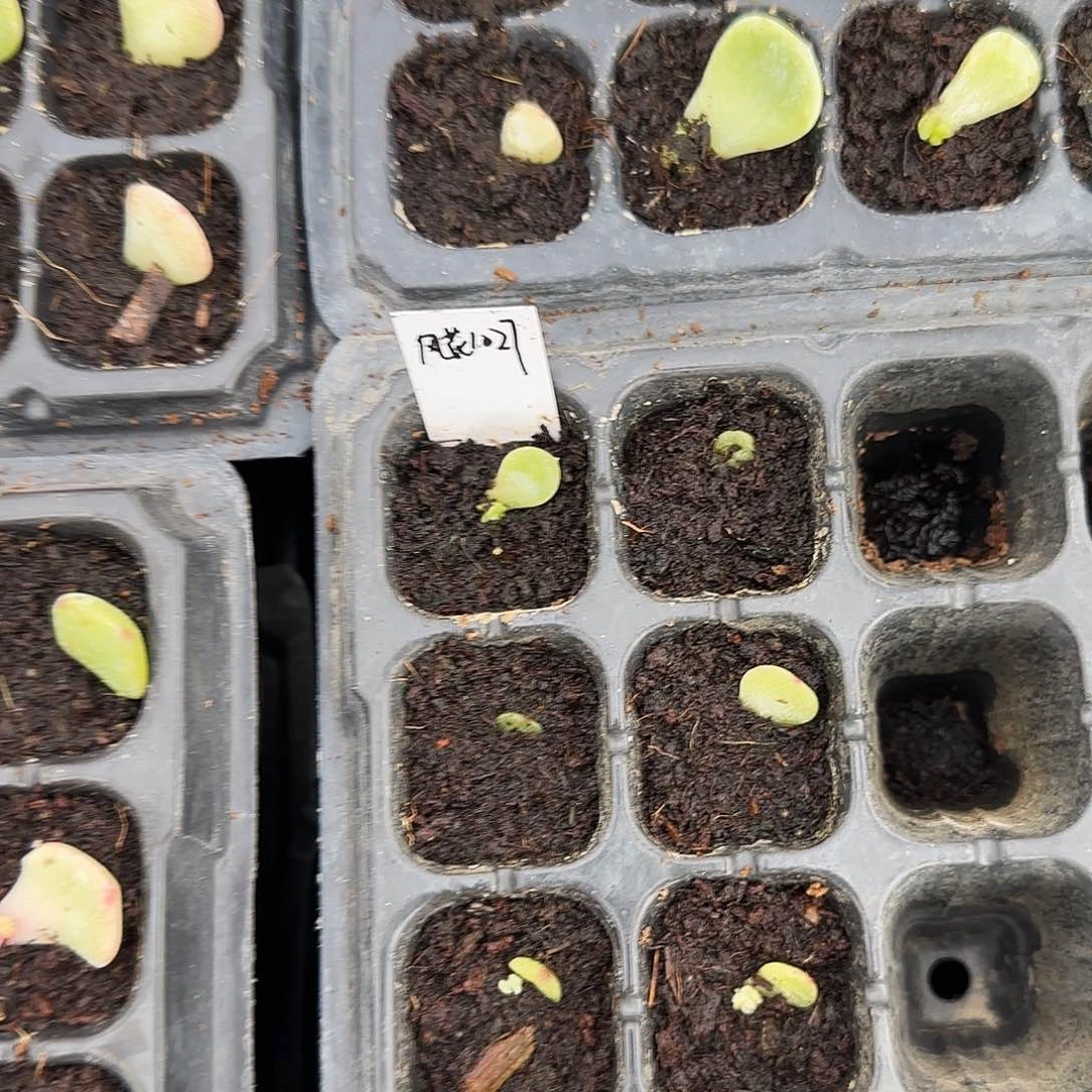 晴*儿1027 芝麻穴一个满25包邮