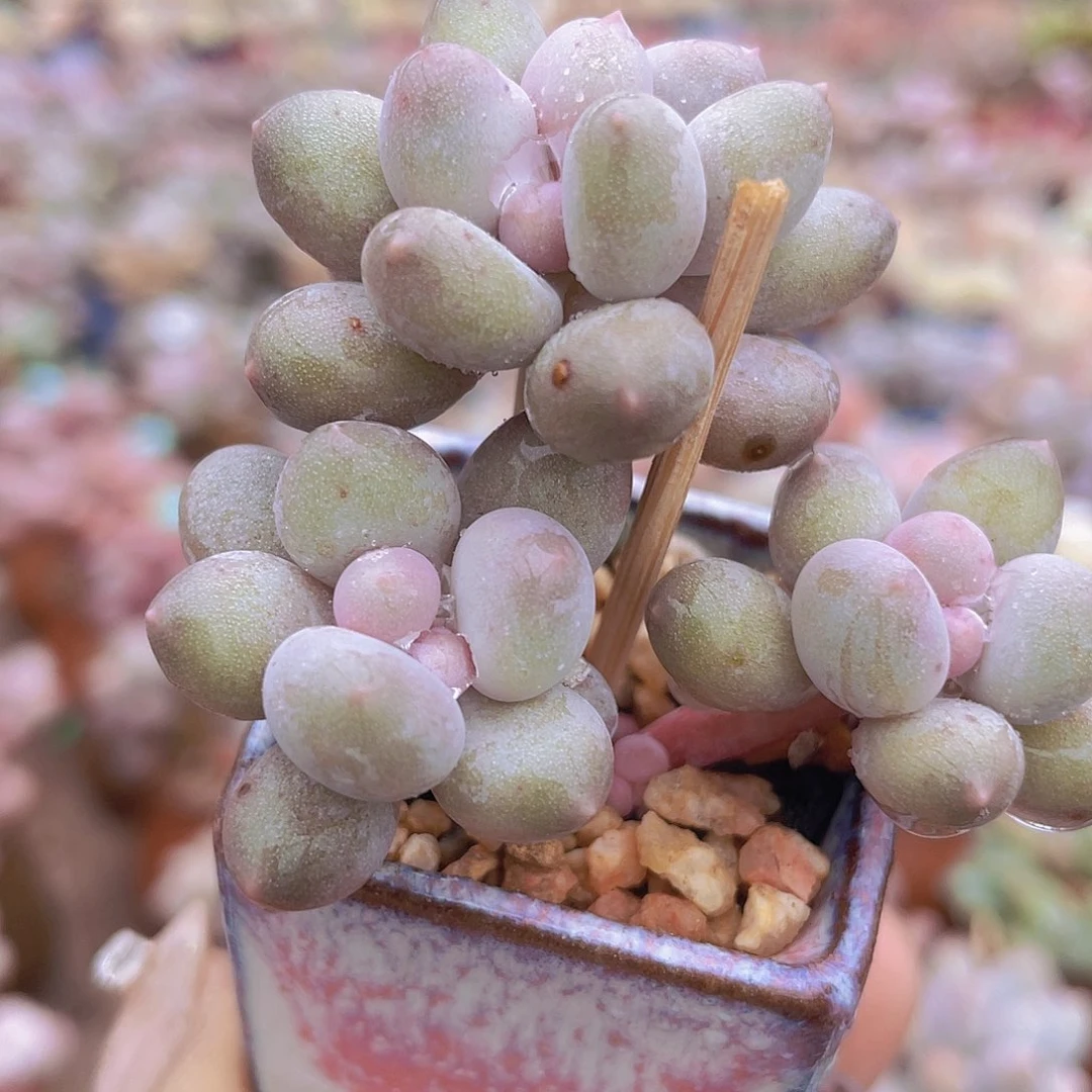 溜溜球 3头多肉植物