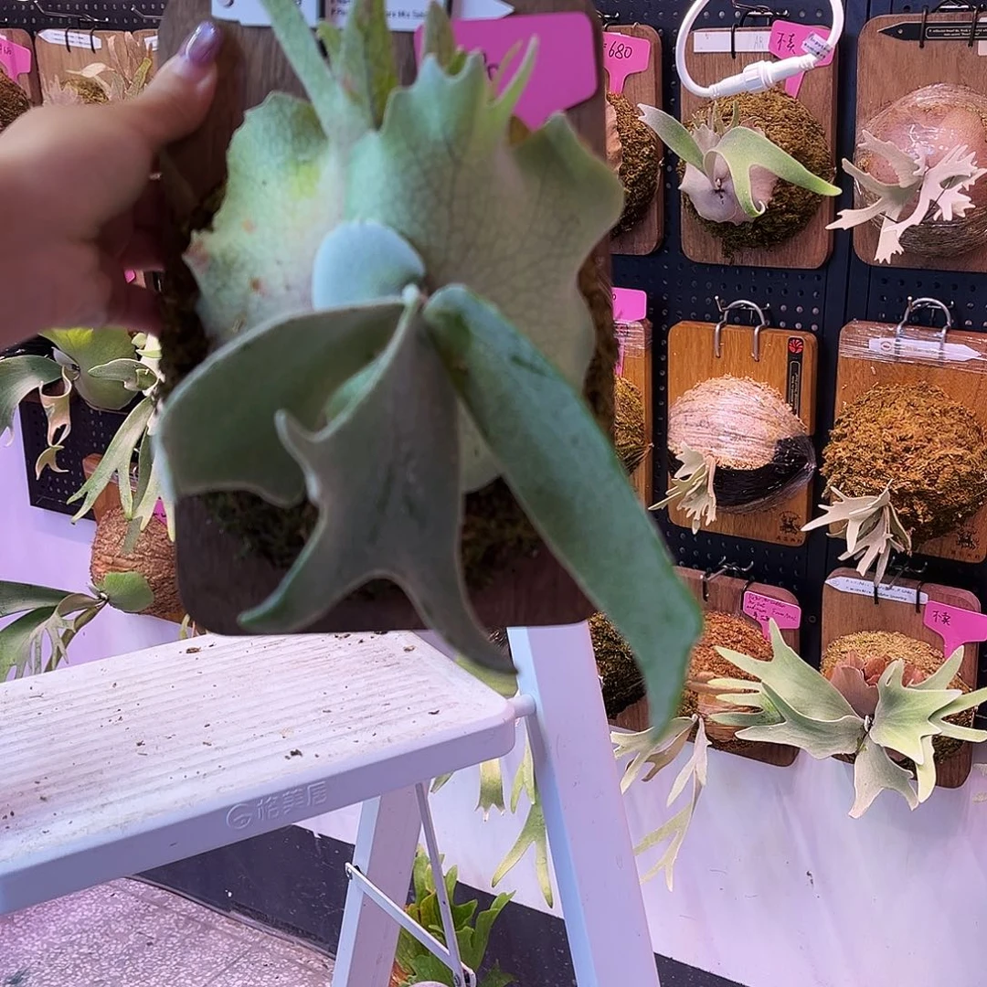 不开花植物tk 双混 特选