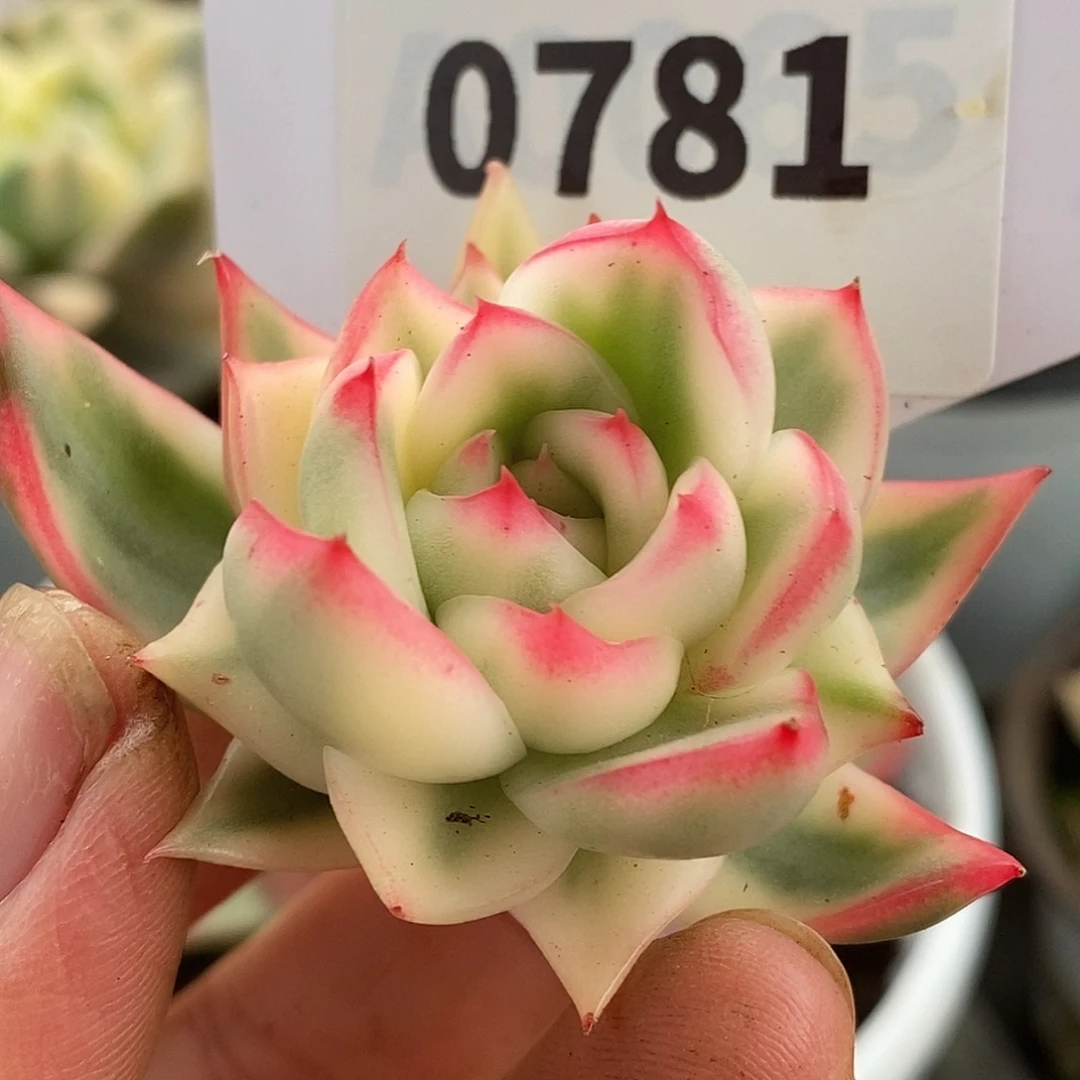 卡利斯托宽锦哈哈哈