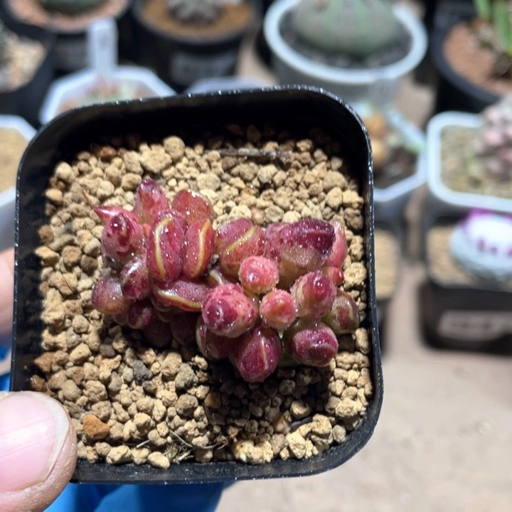 103精控鸡血鼓槌