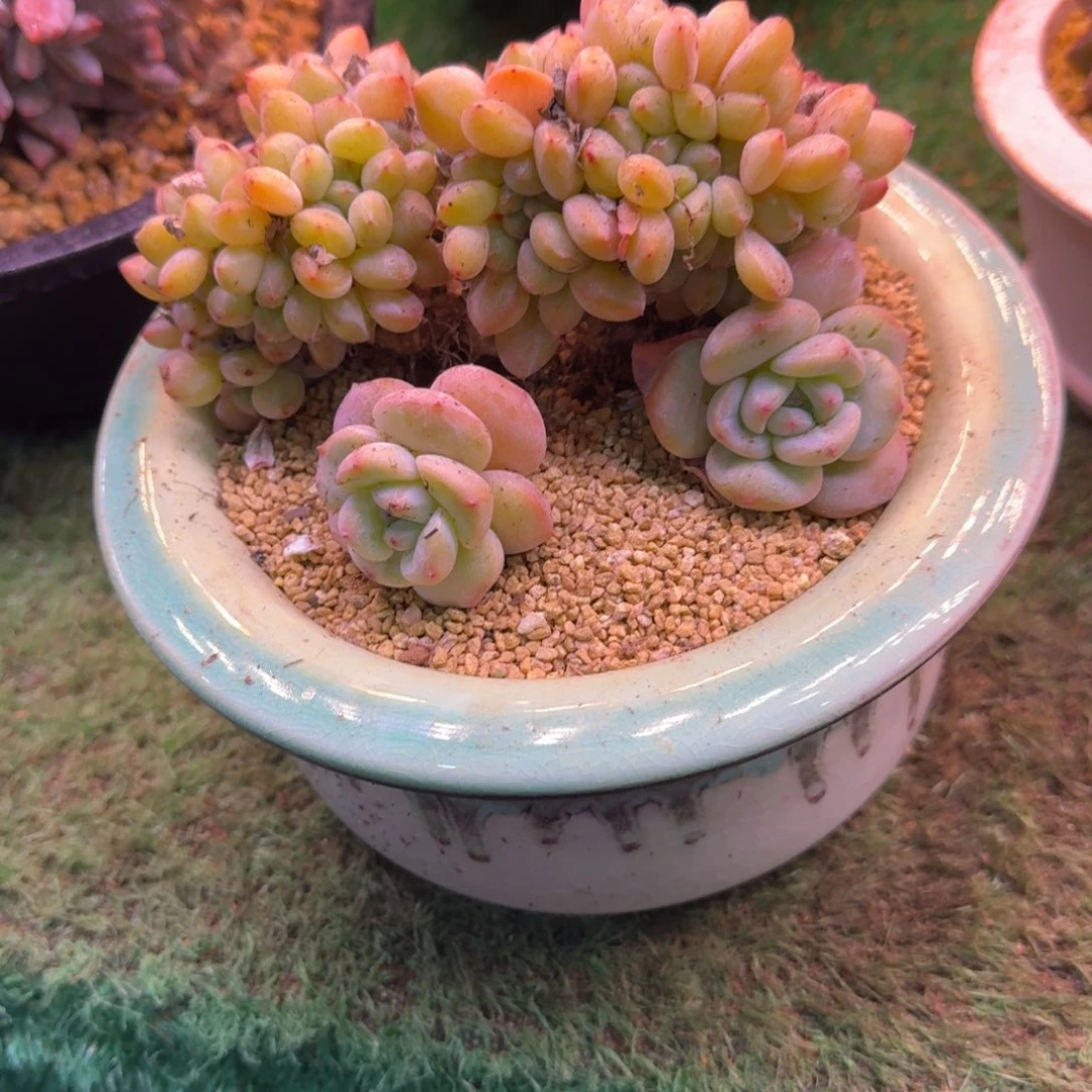 星影缀化无砍多肉