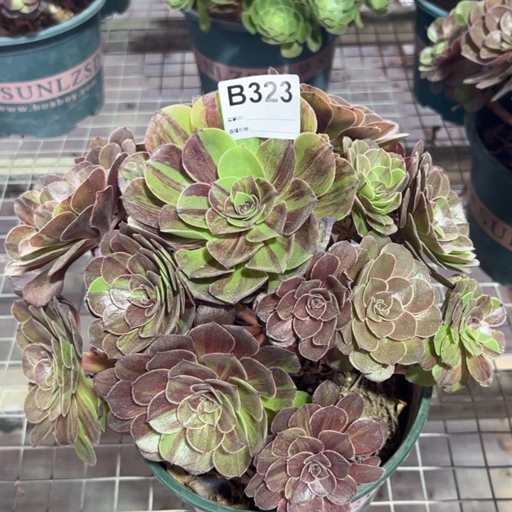 323花月夜25厘米左右