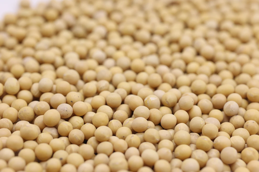 东北黑龙江优质新货黄豆非转基因打豆浆笨黄豆打豆浆专用