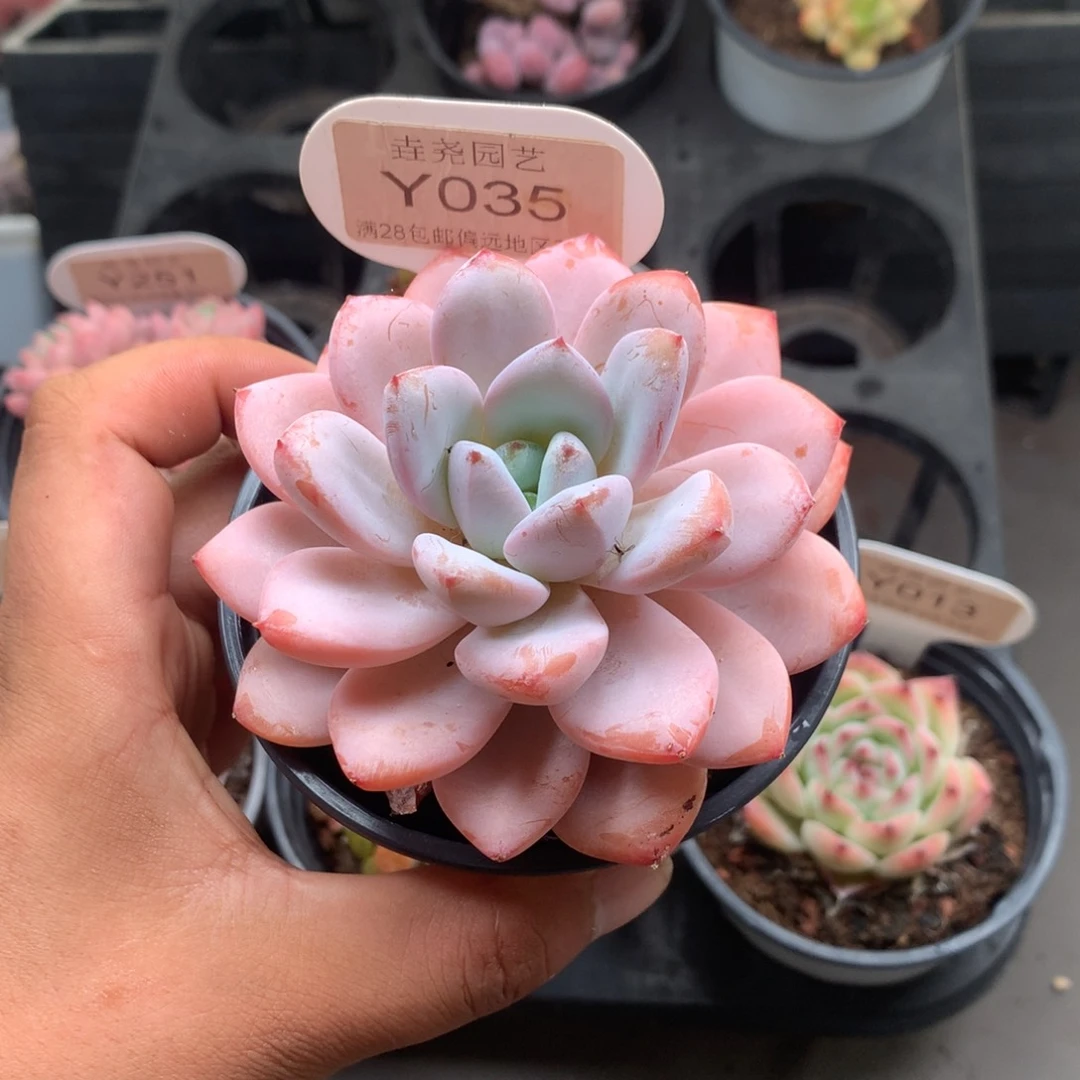 0035星星雪6.0厘米