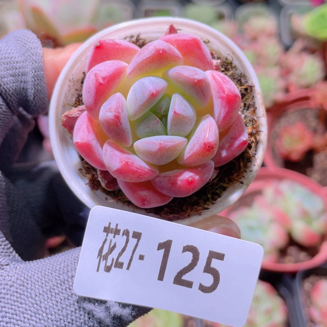 花利美27-125冰娃娃
