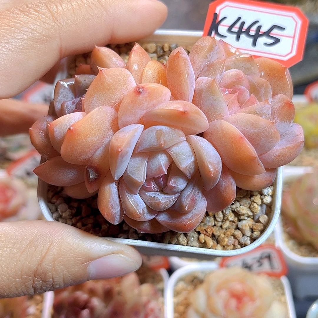 K445 新品珍妮 满18包邮