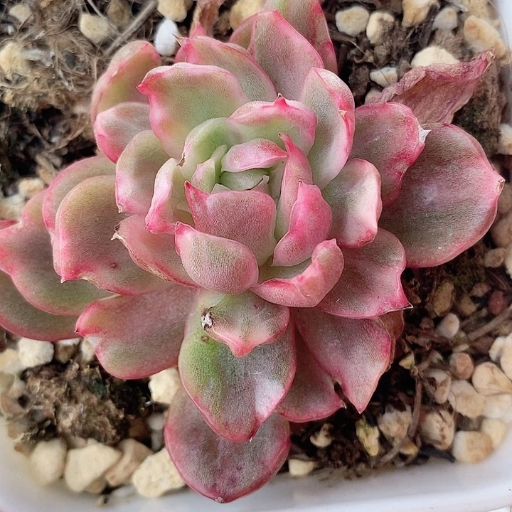 红舞红舞一物一拍，
