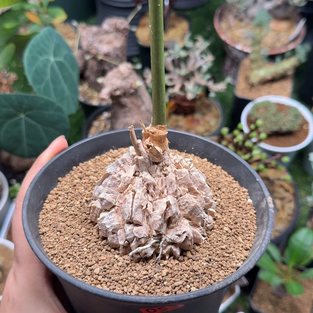 龟甲萝摩053仙人掌