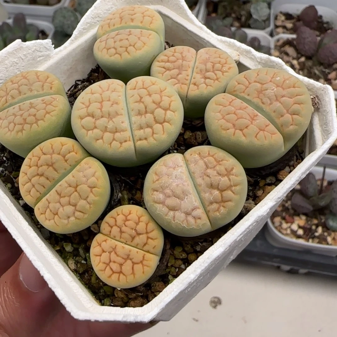黄绿富贵多肉植物