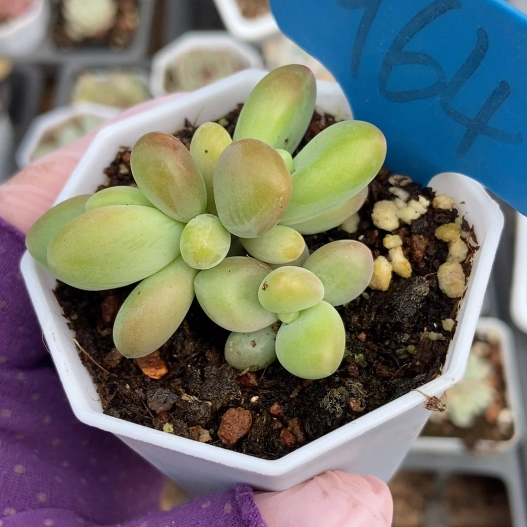 964芒果奶多肉植物