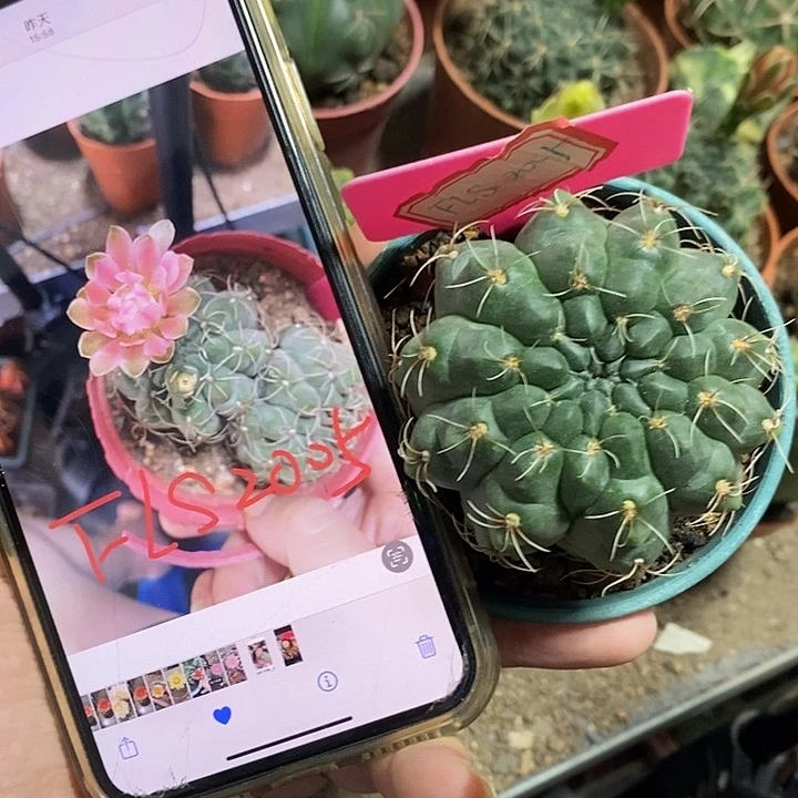 三米特殊粉绿心原盆土