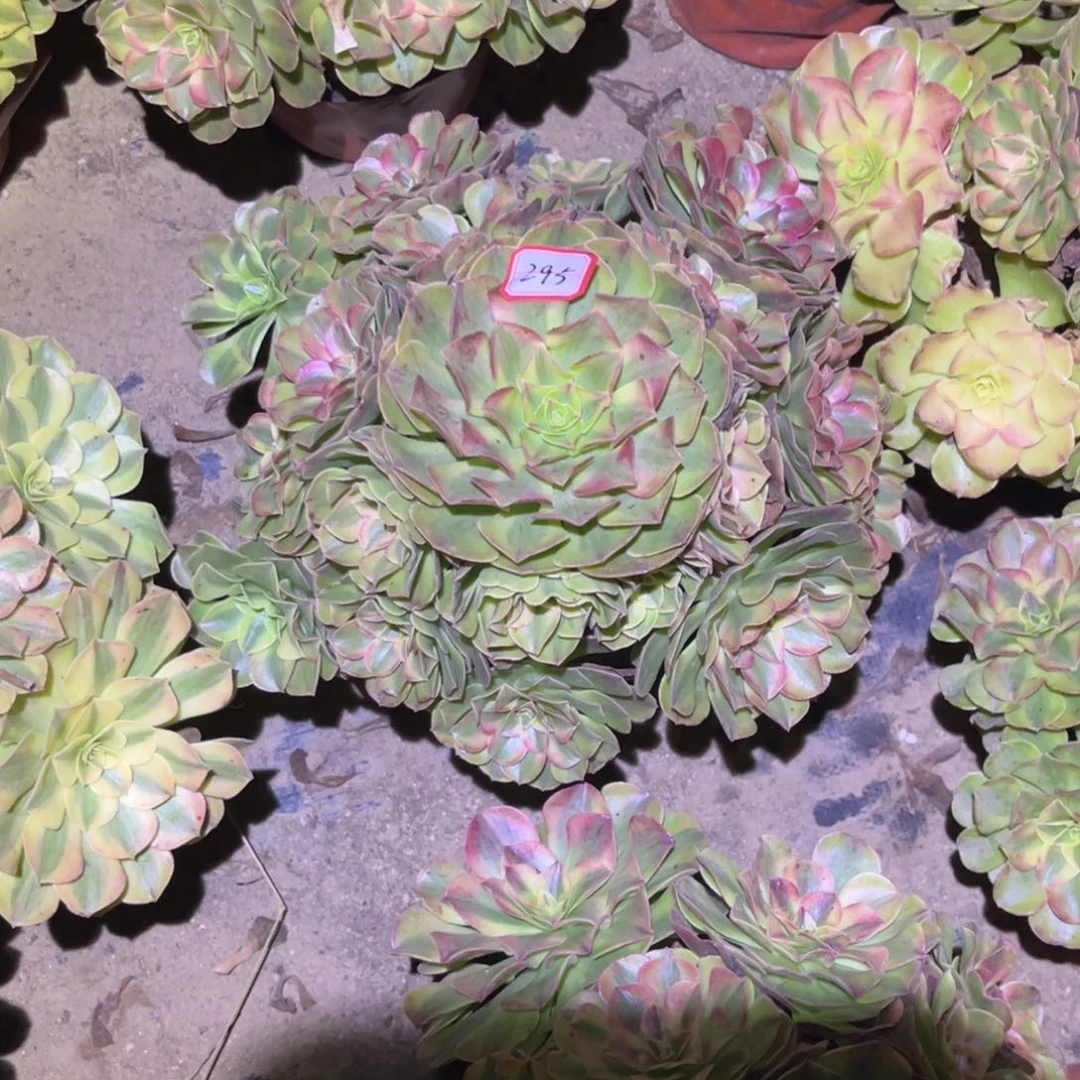 桓****295多肉植物雨荷法师