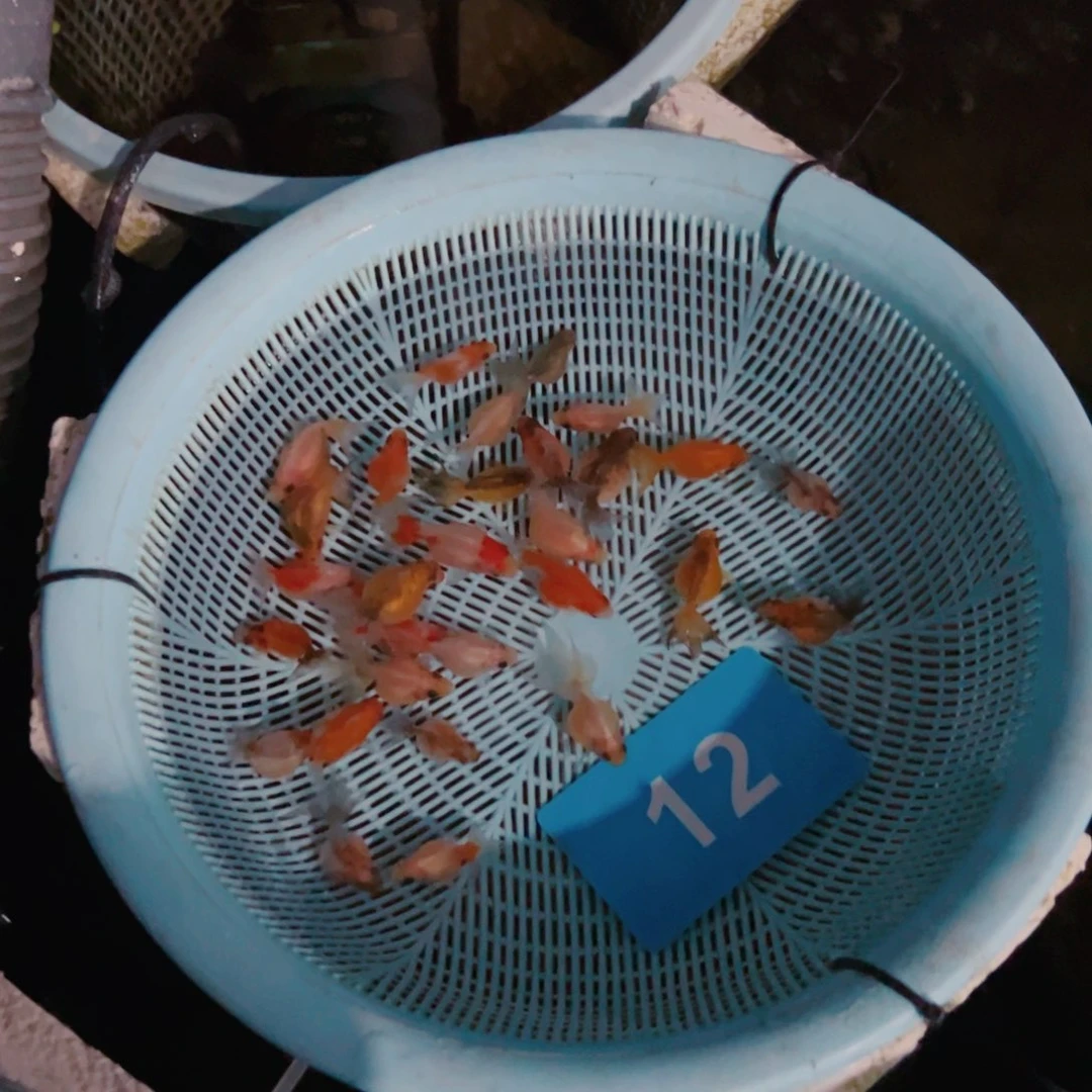 金鱼珍珠1111111111