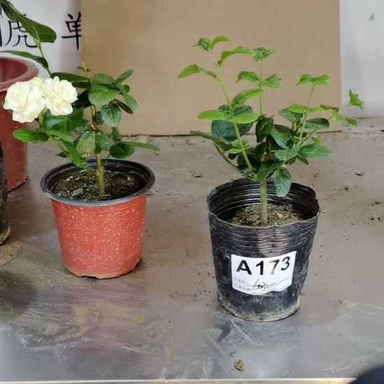 大部分花苞少量开放夏**?