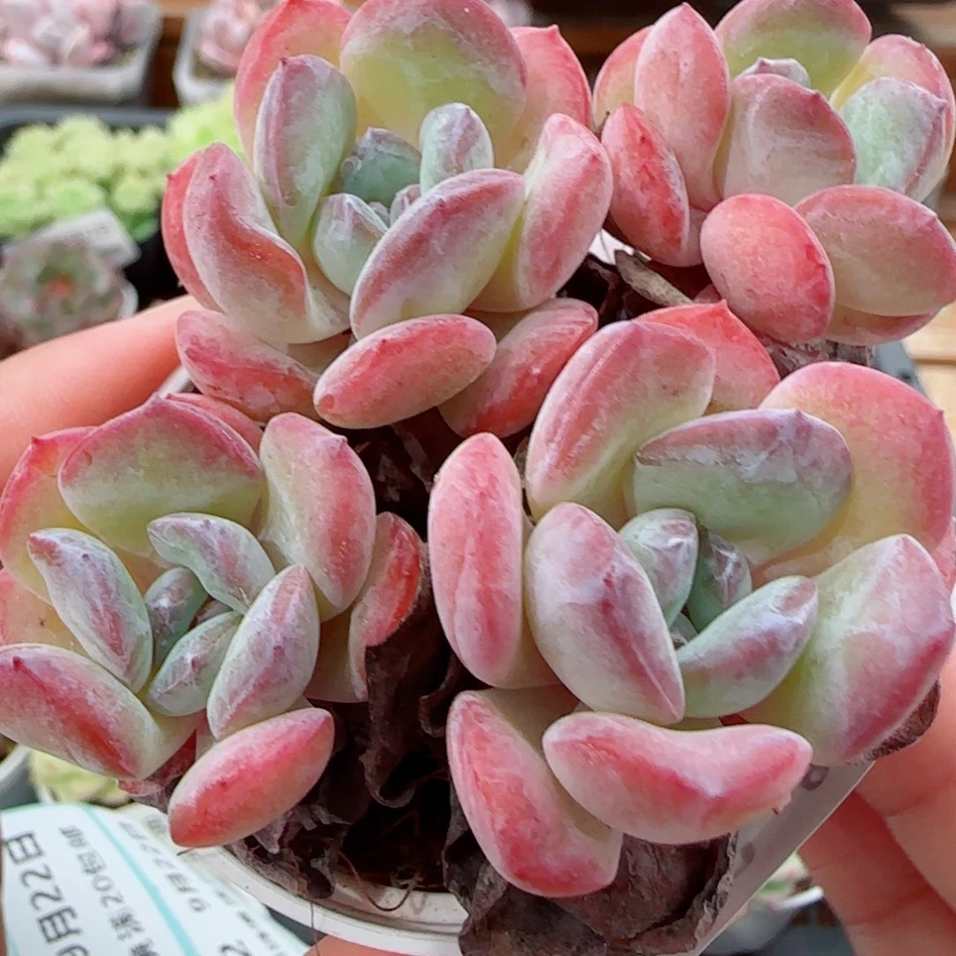 花语逸镜0922-280给他