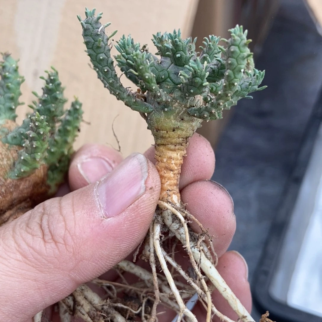 无刺仙人球开花了，