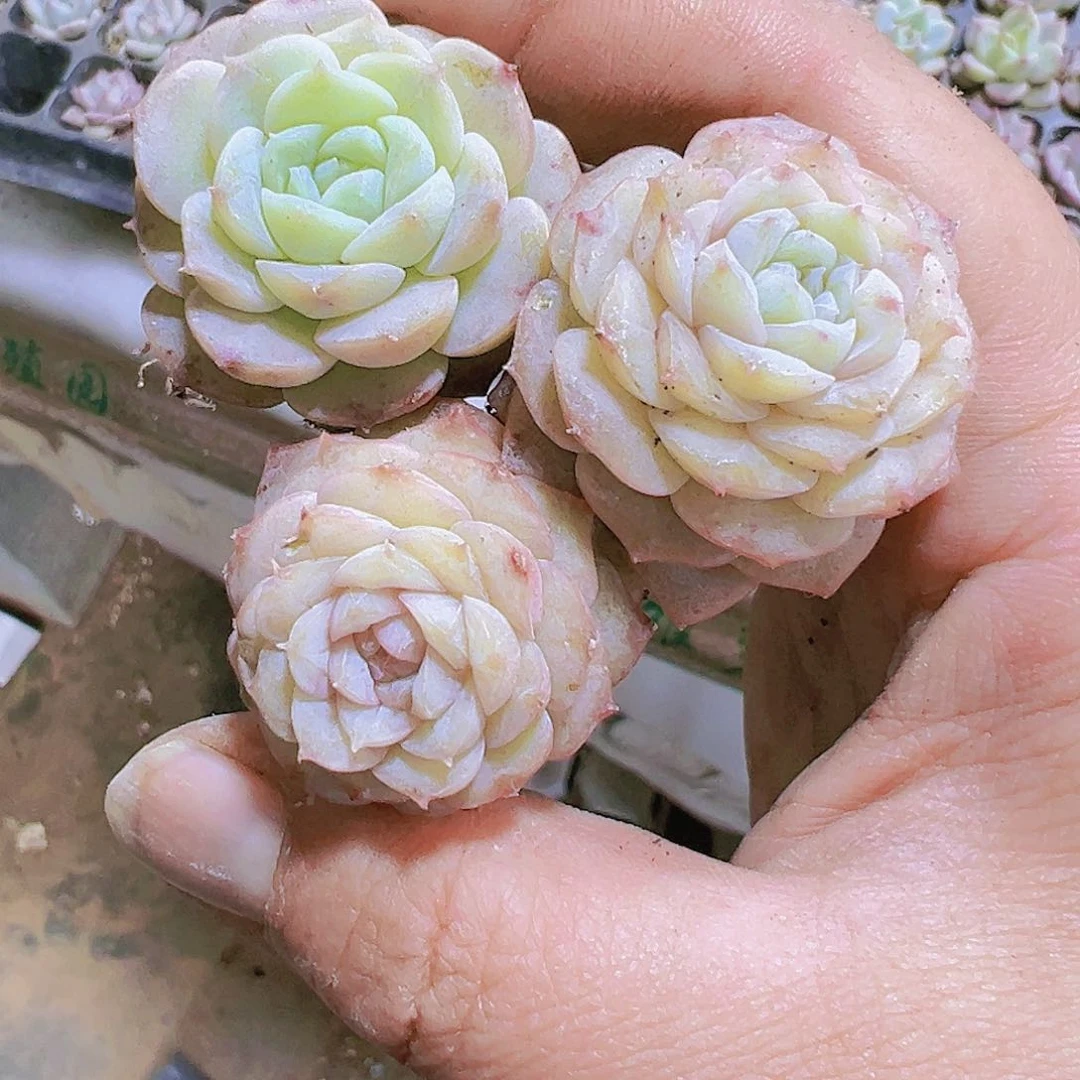 冰糖雪梨3个19包邮多肉