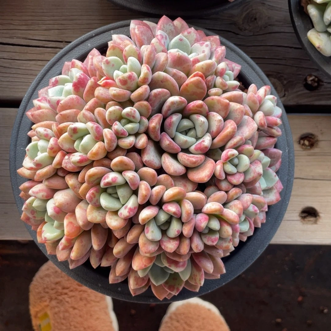 花斑鹿群生无砍无摘