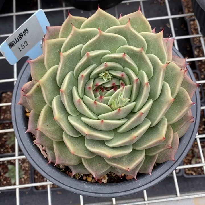 多肉直播福利-东云