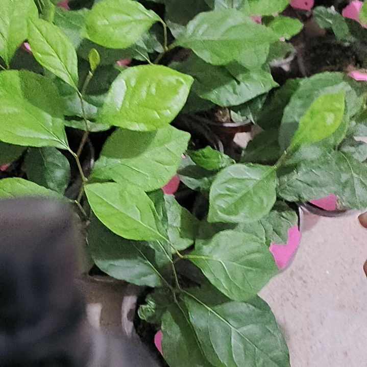 无花朵紫气东来金弹子嫁接苗