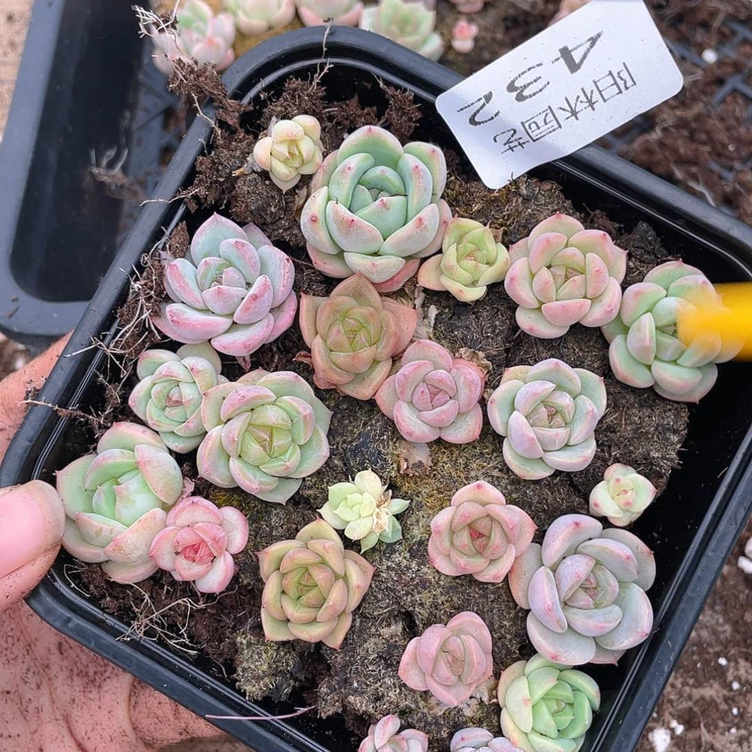 多肉植物多肉植物432