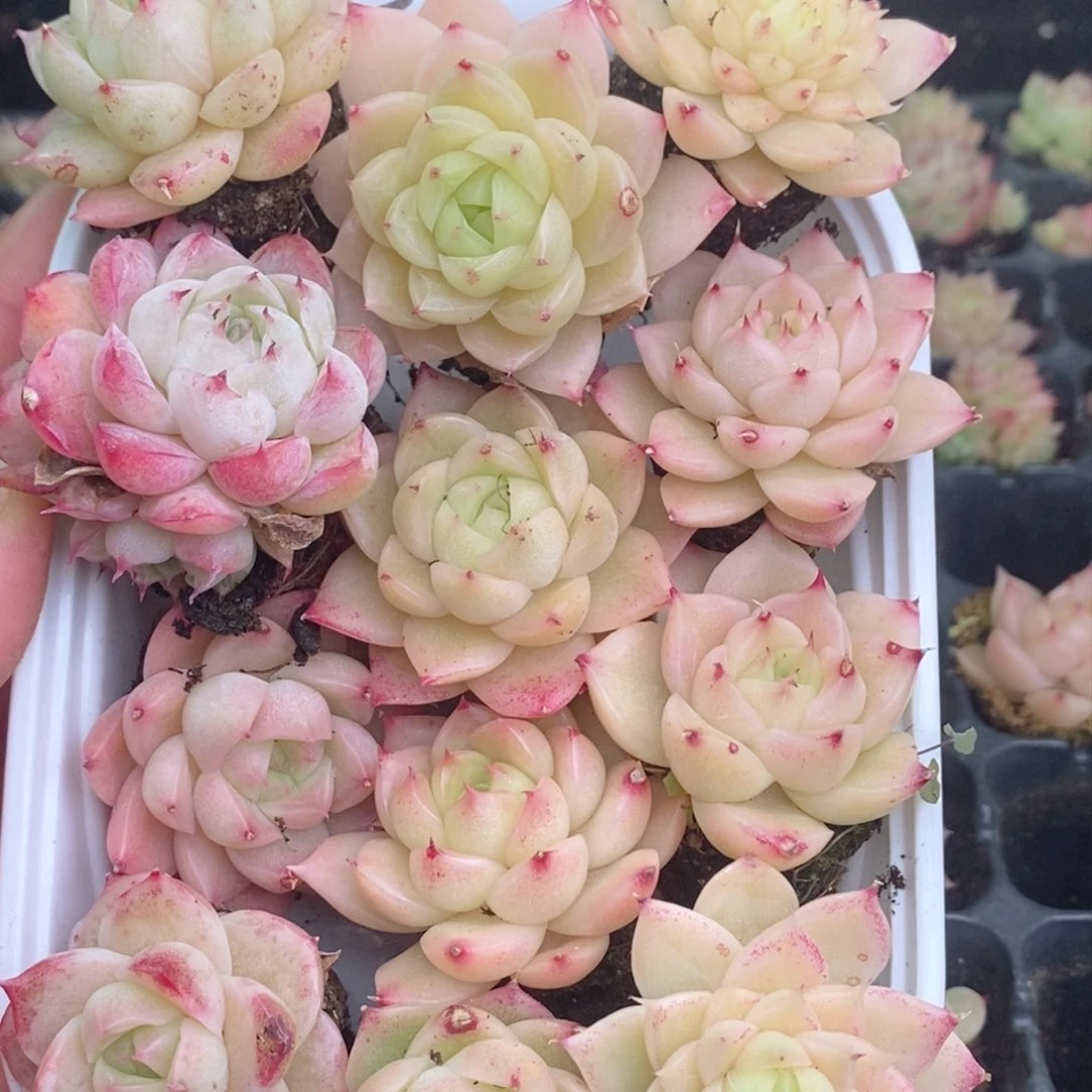 2-810 多肉多肉多肉多肉