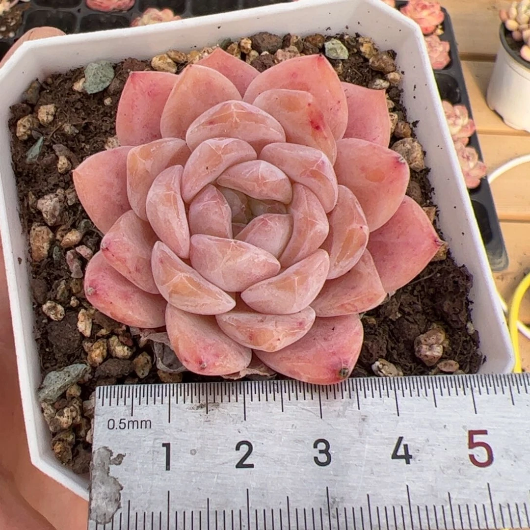 酷****啊560 多肉植物组合盆栽